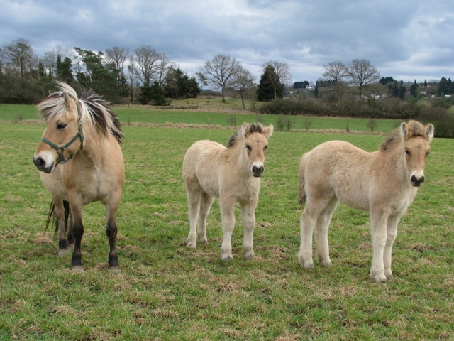 randonnée sportive avec joëlettes, Bure, 2012